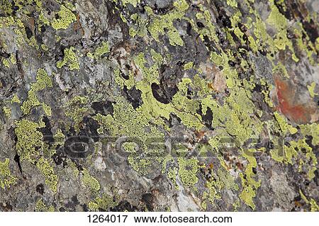 Algae growing on a rock, close-up, full frame View Large Photo Image Stock Photo - Algae growing on a rock, close-up, full frame. Fotosearch