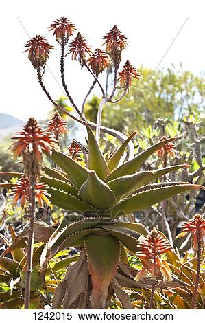 Aloe Striata plant View Large Photo Image Stock Photography - Aloe Striata plant. Fotosearch