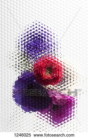 An abstract view of oriental poppies behind beveled glass View Large Photo Image Stock Photography - An abstract view of oriental poppies behind beveled glass. Fotosearch
