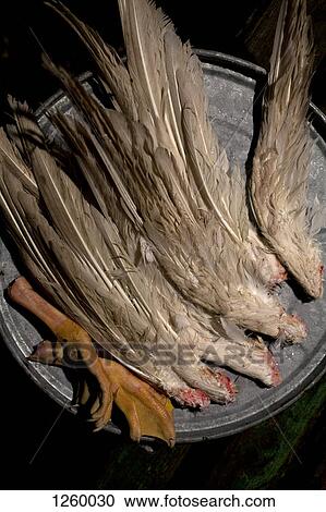 Stock Image - An arrangement of various pairs of goose wings and one pair of goose feet on a barrel. Fotosearch
