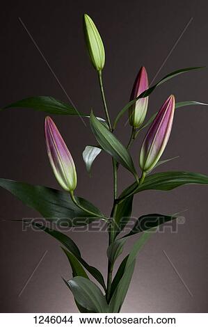 An Easter Lily (Lilium Longiflorum) plant with four buds waiting to bloom View Large Photo Image Picture - An Easter Lily (Lilium Longiflorum) plant with four buds waiting to bloom. Fotosearch