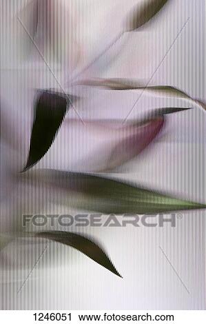 An Easter Lily (Lilium Longiflorum) plant viewed through beveled glass View Large Photo Image Stock Image - An Easter Lily (Lilium Longiflorum) plant viewed through beveled glass. Fotosearch