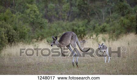 Baby kangaroo following it's mother in Jindabyne, New South Wales, Australia View Large Photo Image Stock Photo - Baby kangaroo following it's mother in Jindabyne, New South Wales, Australia. Fotosearch