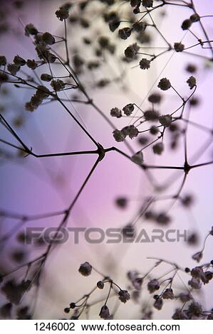 Baby's Breath (Gypsophila paniculata) silhouetted against a pastel background View Large Photo Image Stock Image - Baby's Breath (Gypsophila paniculata) silhouetted against a pastel background. Fotosearch