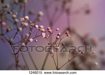 Baby's Breath (Gypsophila paniculata) against a pastel background View Large Photo Image Stock Photography - Baby's Breath (Gypsophila paniculata) against a pastel background. Fotosearch