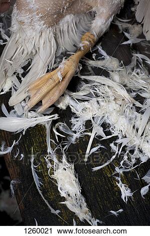 Close-up of a dead goose foot with feathers around it View Large Photo Image Stock Image - Close-up of a dead goose foot with feathers around it. Fotosearch