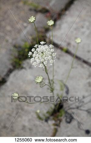 Stock Image - Detail of a plant growing through a crack in concrete. Fotosearch