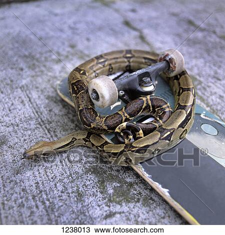 Stock Image - Detail of a snake on a skateboard. Fotosearch