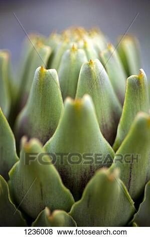 Detail of an uncooked artichoke View Large Photo Image Stock Photo - Detail of an uncooked artichoke. Fotosearch