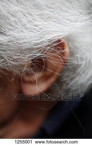 Detail of gray hair and an ear View Large Photo Image Stock Image - Detail of gray hair and an ear. Fotosearch