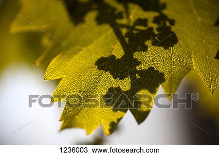 Detail of shadow on a leaf View Large Photo Image Stock Image - Detail of shadow on a leaf. Fotosearch