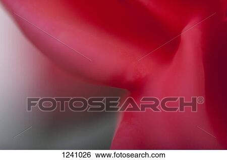 Ethereal red flower petal, extreme close-up View Large Photo Image Stock Photograph - Ethereal red flower petal, extreme close-up. Fotosearch