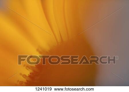 Extreme close up of a yellow daisy View Large Photo Image Stock Photo - Extreme close up of a yellow daisy. Fotosearch