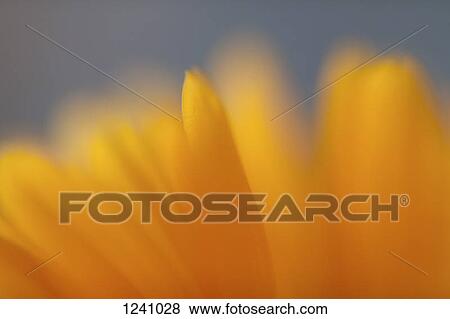 Extreme close up of the petals of a yellow daisy View Large Photo Image Stock Photo - Extreme close up of the petals of a yellow daisy. Fotosearch
