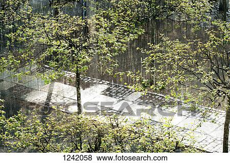 Falling summer rain on trees View Large Photo Image Stock Photo - Falling summer rain on trees. Fotosearch