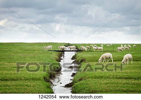 Flock of sheep crossing footbridge in Schleswig Holstein, Germany View Large Photo Image Picture - Flock of sheep crossing footbridge in Schleswig Holstein, Germany. Fotosearch