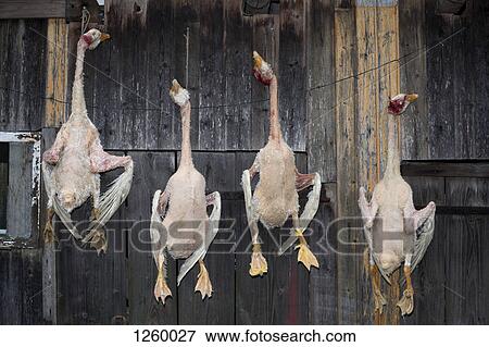 Four dead geese hanging in a row on a rustic wooden wall View Large Photo Image Stock Photo - Four dead geese hanging in a row on a rustic wooden wall. Fotosearch