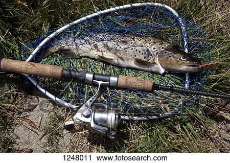 Freshly caught brown trout in net beside fishing rod View Large Photo Image Stock Image - Freshly caught brown trout in net beside fishing rod . Fotosearch