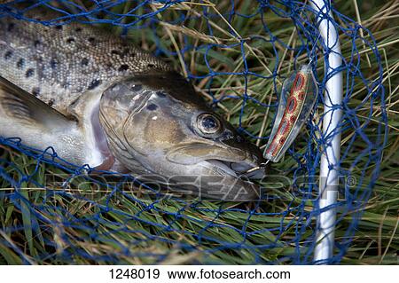 Freshly caught brown trout in net with hook in mouth View Large Photo Image Stock Photo - Freshly caught brown trout in net with hook in mouth. Fotosearch