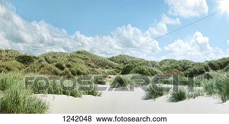 Stock Photo - Grassy sand dunes in Schleswig Holstein, Germany. Fotosearch