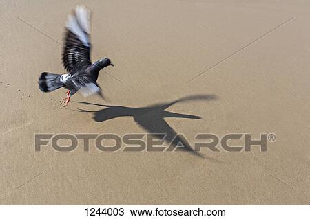 Gray pigeon (Columbidae) casting a shadow on sand View Large Photo Image Stock Image - Gray pigeon (Columbidae) casting a shadow on sand. Fotosearch