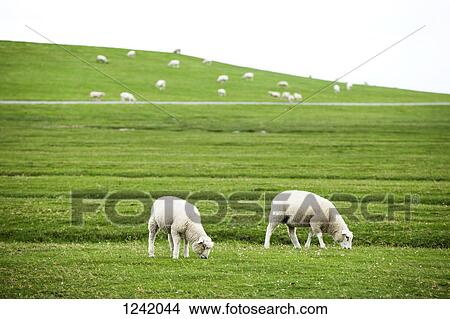 Grazing sheep in Schleswig-Holstein, Germany View Large Photo Image Picture - Grazing sheep in Schleswig-Holstein, Germany. Fotosearch