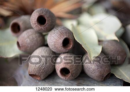 Gumnuts and gum leaves laid on stone in Victoria, Australia View Large Photo Image Stock Image - Gumnuts and gum leaves laid on stone in Victoria, Australia. Fotosearch