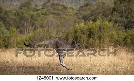 Kangaroo jumping in Jindabyne, New South Wales, Australia View Large Photo Image Stock Image - Kangaroo jumping in Jindabyne, New South Wales, Australia. Fotosearch