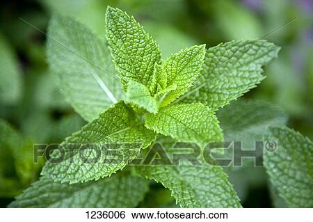 Leaves on a mint plant (Lamiaceae), close-up View Large Photo Image Stock Photograph - Leaves on a mint plant (Lamiaceae), close-up. Fotosearch