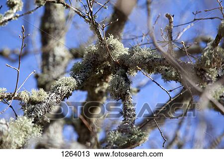 Moss growing on the branches of a tree View Large Photo Image Stock Image - Moss growing on the branches of a tree. Fotosearch