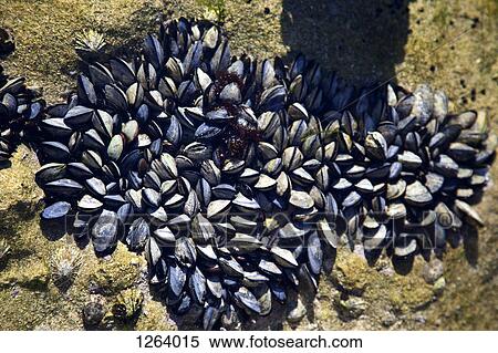Mussels in a tide pool at low tide View Large Photo Image Stock Photography - Mussels in a tide pool at low tide. Fotosearch