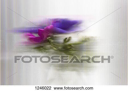 Oriental poppies seen through beveled glass with a striped pattern View Large Photo Image Stock Image - Oriental poppies seen through beveled glass with a striped pattern. Fotosearch