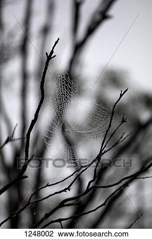 Patterned cobweb between branches covered in rain droplets View Large Photo Image Stock Image - Patterned cobweb between branches covered in rain droplets. Fotosearch