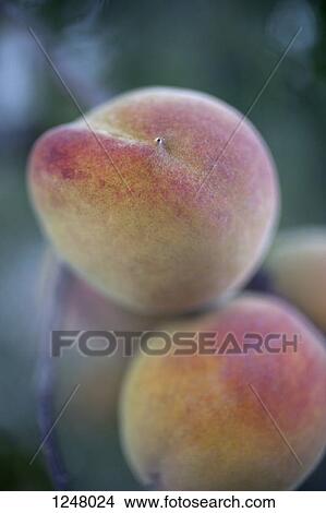 Peaches hanging from soft focus tree View Large Photo Image Picture - Peaches hanging from soft focus tree. Fotosearch