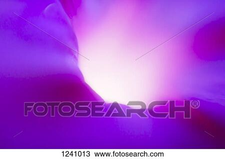 Pink and purple abstract light View Large Photo Image Stock Image - Pink and purple abstract light. Fotosearch