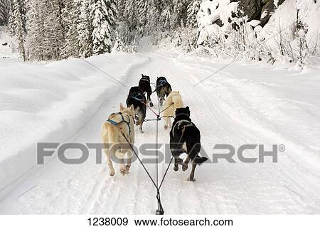 Stock Photo - Rear view of dogs pulling a sled through snow. Fotosearch