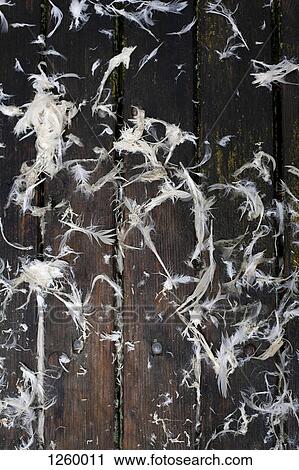 Recently plucked goose feathers on a rustic wooden table View Large Photo Image Stock Image - Recently plucked goose feathers on a rustic wooden table. Fotosearch