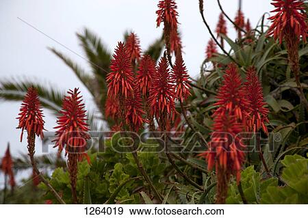 Red Kniphofia flowers amongst lush foliage, palm tree in background View Large Photo Image Stock Photo - Red Kniphofia flowers amongst lush foliage, palm tree in background. Fotosearch