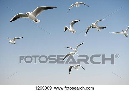 Seagulls in a clear sunny sky View Large Photo Image Stock Photo - Seagulls in a clear sunny sky. Fotosearch