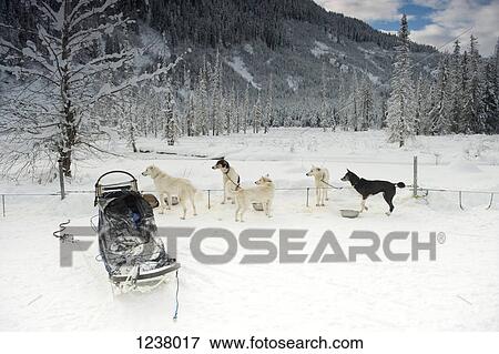 Stock Photo - Sled dogs resting and all looking at something outside of frame. Fotosearch