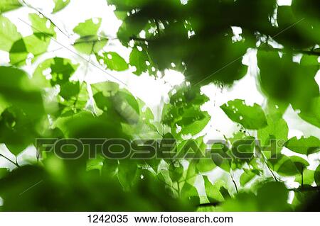 Sun shining into hole-filled leaves View Large Photo Image Stock Photography - Sun shining into hole-filled leaves. Fotosearch