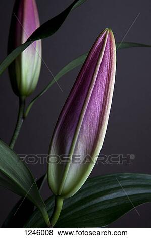 The buds of two Easter Lilies (Lilium Longiflorum) waiting to bloom, close-up View Large Photo Image Stock Photo - The buds of two Easter Lilies (Lilium Longiflorum) waiting to bloom, close-up. Fotosearch