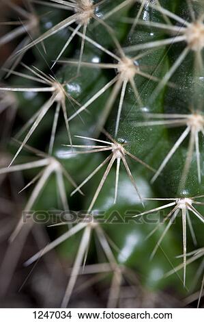The spikes on a cactus, full frame close-up View Large Photo Image Picture - The spikes on a cactus, full frame close-up. Fotosearch