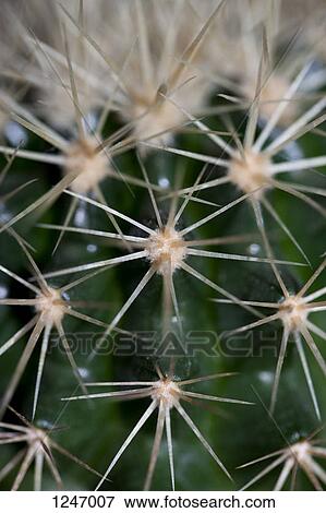 The spikes on a cactus, full frame close-up View Large Photo Image Stock Photo - The spikes on a cactus, full frame close-up. Fotosearch