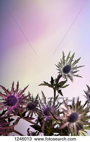 Thistle flowers against a pastel background View Large Photo Image Stock Image - Thistle flowers against a pastel background. Fotosearch