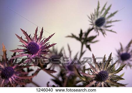 Thistle flowers against a pastel background View Large Photo Image Stock Image - Thistle flowers against a pastel background. Fotosearch