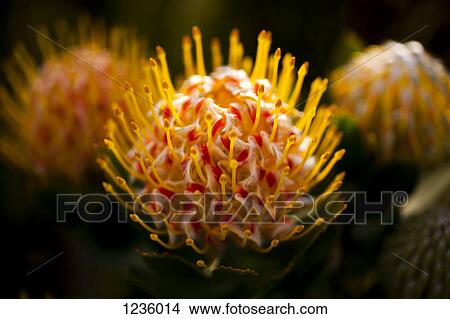 Three Pincushion Protea 'Veld Fire' (Leucospermum) flowers, close-up View Large Photo Image Picture - Three Pincushion Protea 'Veld Fire' (Leucospermum) flowers, close-up. Fotosearch
