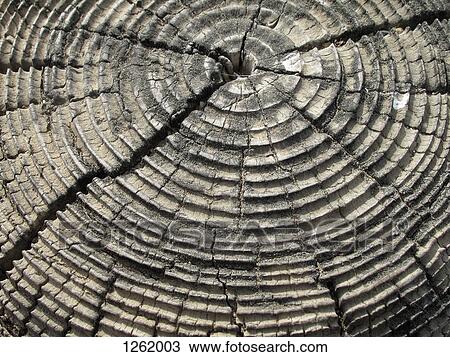 Tree rings on an old cracked tree stump View Large Photo Image Stock Image - Tree rings on an old cracked tree stump. Fotosearch
