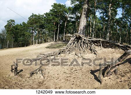 Twisted tree roots in Brandenburg, Germany View Large Photo Image Stock Photo - Twisted tree roots in Brandenburg, Germany. Fotosearch