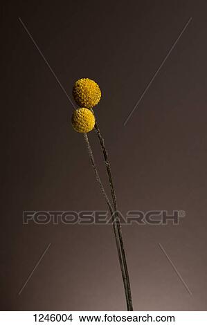 Two Billybutton Daisies (Craspedia) against a gray background View Large Photo Image Picture - Two Billybutton Daisies (Craspedia) against a gray background. Fotosearch